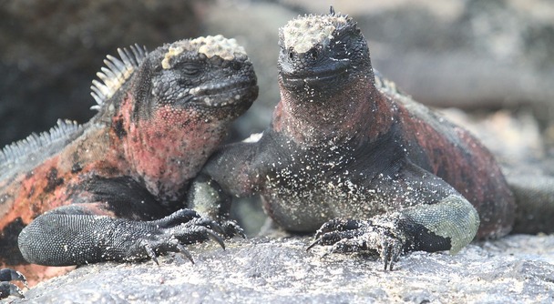 世界遺産第1号の奇跡、ガラパゴス──生命と進化が息づく地球最後の楽園へ！
