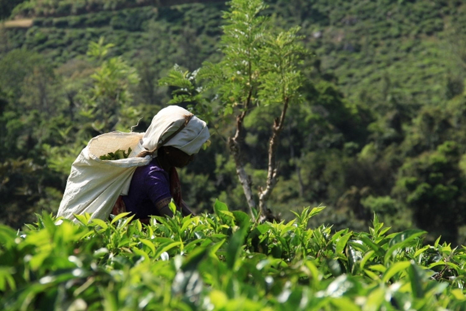 スリランカ　海と紅茶と世界遺産。五感でめぐるスリランカ南部の癒し旅！