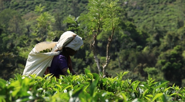 スリランカ　海と紅茶と世界遺産。五感でめぐるスリランカ南部の癒し旅！