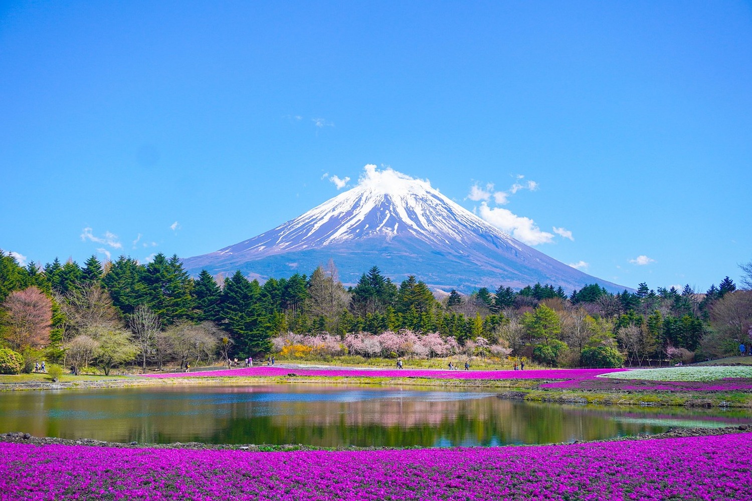 外国人旅行者支持率No.1！英語ドライバー付き富士山五合目＆忍野八海プライベートツアー！