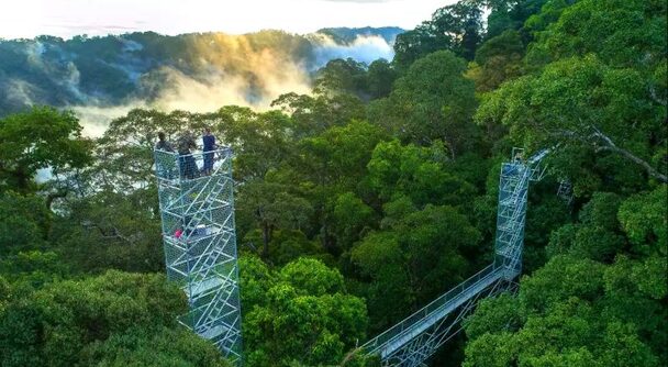 緑の王国へようこそ～ブルネイの秘境「ウル・テンブロン国立公園」で大自然を体験！