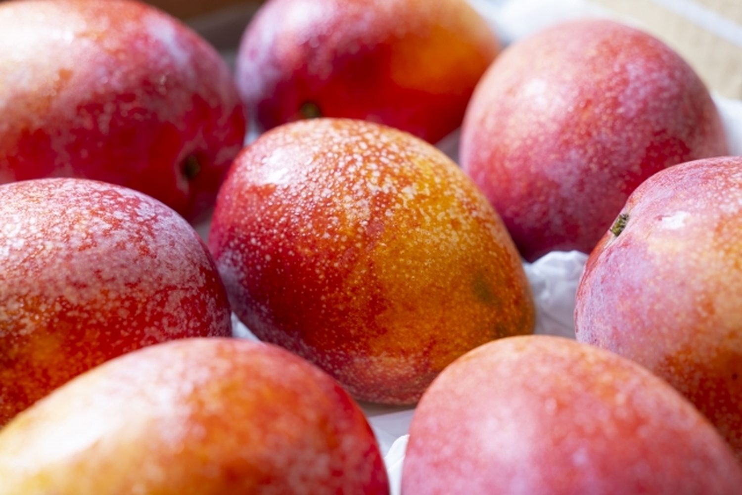 台南マンゴー狩りツアー~今だけの甘さ、本場だけの味。台湾芒果、最盛期へ~