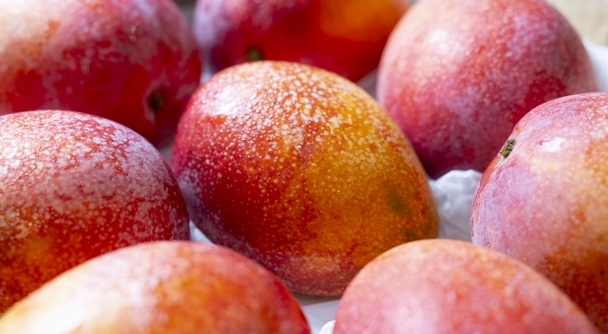 台南マンゴー狩りツアー～今だけの甘さ、本場だけの味。台湾芒果、最盛期へ～