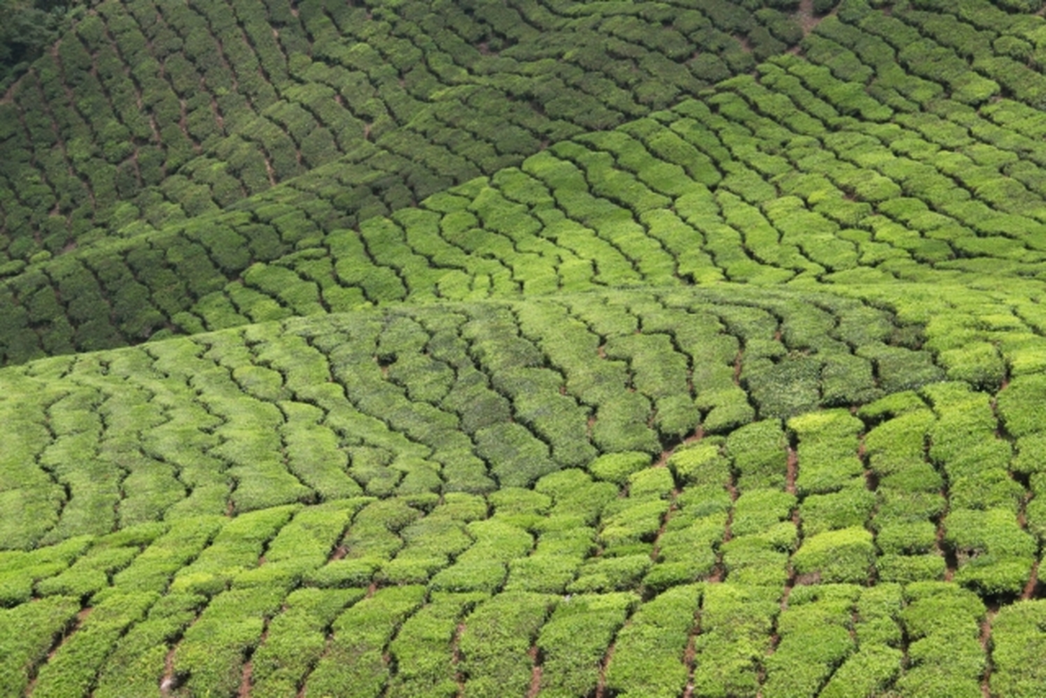 涼感たっぷり！クアラルンプールから日帰りで行ける、雲上の楽園「キャメロンハイランド」へ