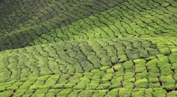 涼感たっぷり！クアラルンプールから日帰りで行ける、雲上の楽園「キャメロンハイランド」へ