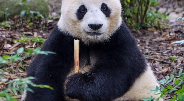 さようなら、でもまた会える――返還パンダに続け！本場・成都で感動の再会旅