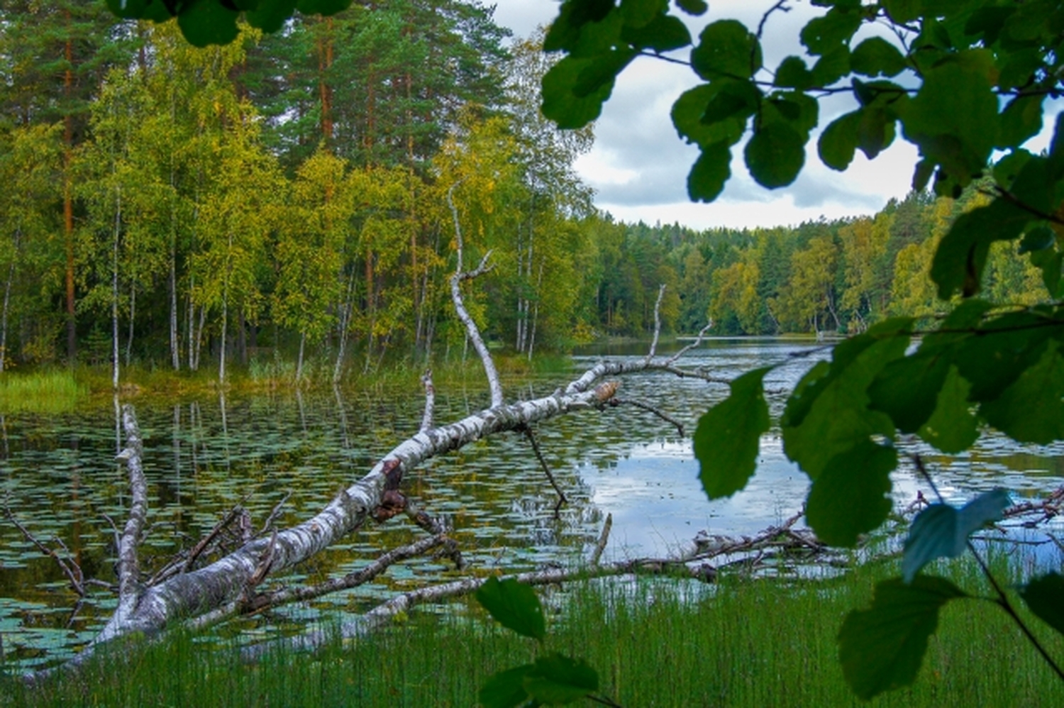 ヌークシオ国立公園！ヘルシンキから40分、森と湖に包まれる北欧ウォーキング体験