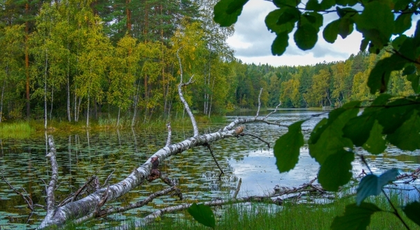 ヌークシオ国立公園！ヘルシンキから40分、森と湖に包まれる北欧ウォーキング体験