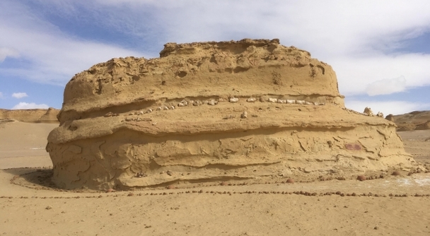 カイロ発　世界遺産「クジラの谷」と砂漠のオアシス「ファイユーム」サファリツアー