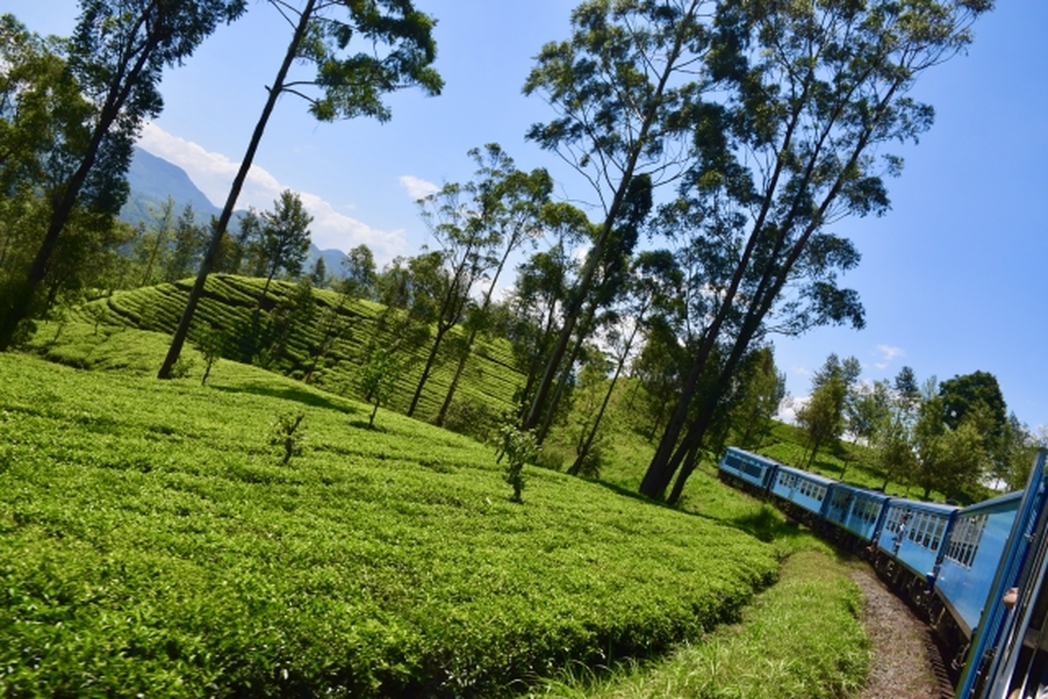 「キリン 午後の紅茶」のCMで目黒蓮さんが歩いた美しいヌワラエリヤの茶畑を巡る旅
