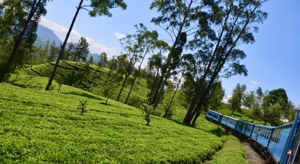 「キリン 午後の紅茶」のCMで目黒蓮さんが歩いた美しいヌワラエリヤの茶畑を巡る旅