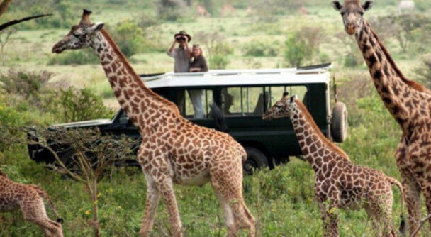 タンザニア　オーダーメイド旅行