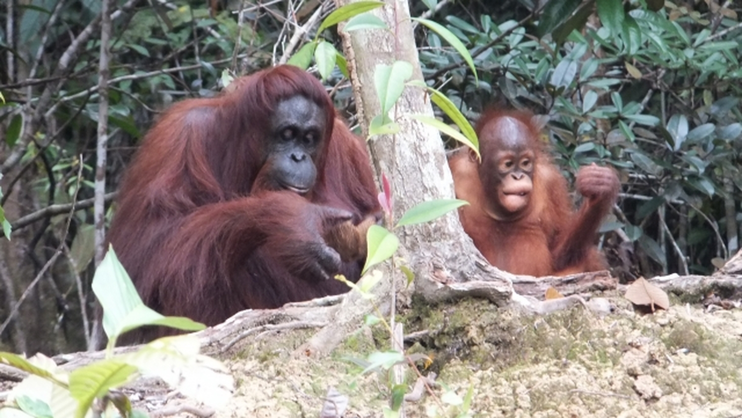 ボルネオの森に行こう！ただ見るだけじゃない。学び、感じ、心が動くオランウータン体験