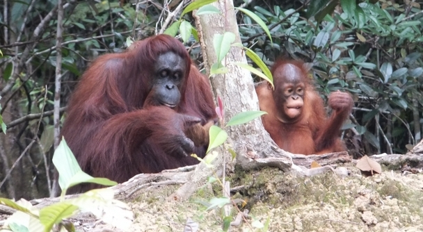 ボルネオの森に行こう！ただ見るだけじゃない。学び、感じ、心が動くオランウータン体験