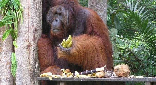 ボルネオの森に行こう！ただ見るだけじゃない。学び、感じ、心が動くオランウータン体験