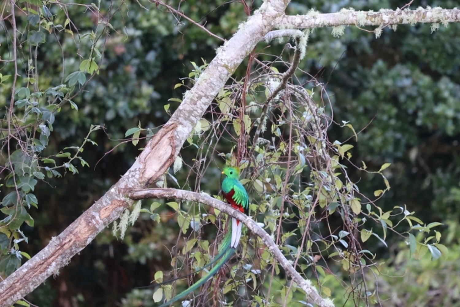 熱帯の朝霧のコスタリカで――伝説の“幻の鳥”ケツァールに出会う旅へ