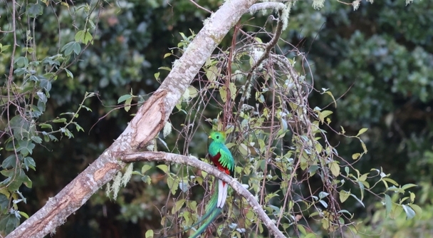 熱帯の朝霧のコスタリカで――伝説の&ldquo;幻の鳥&rdquo;ケツァールに出会う旅へ