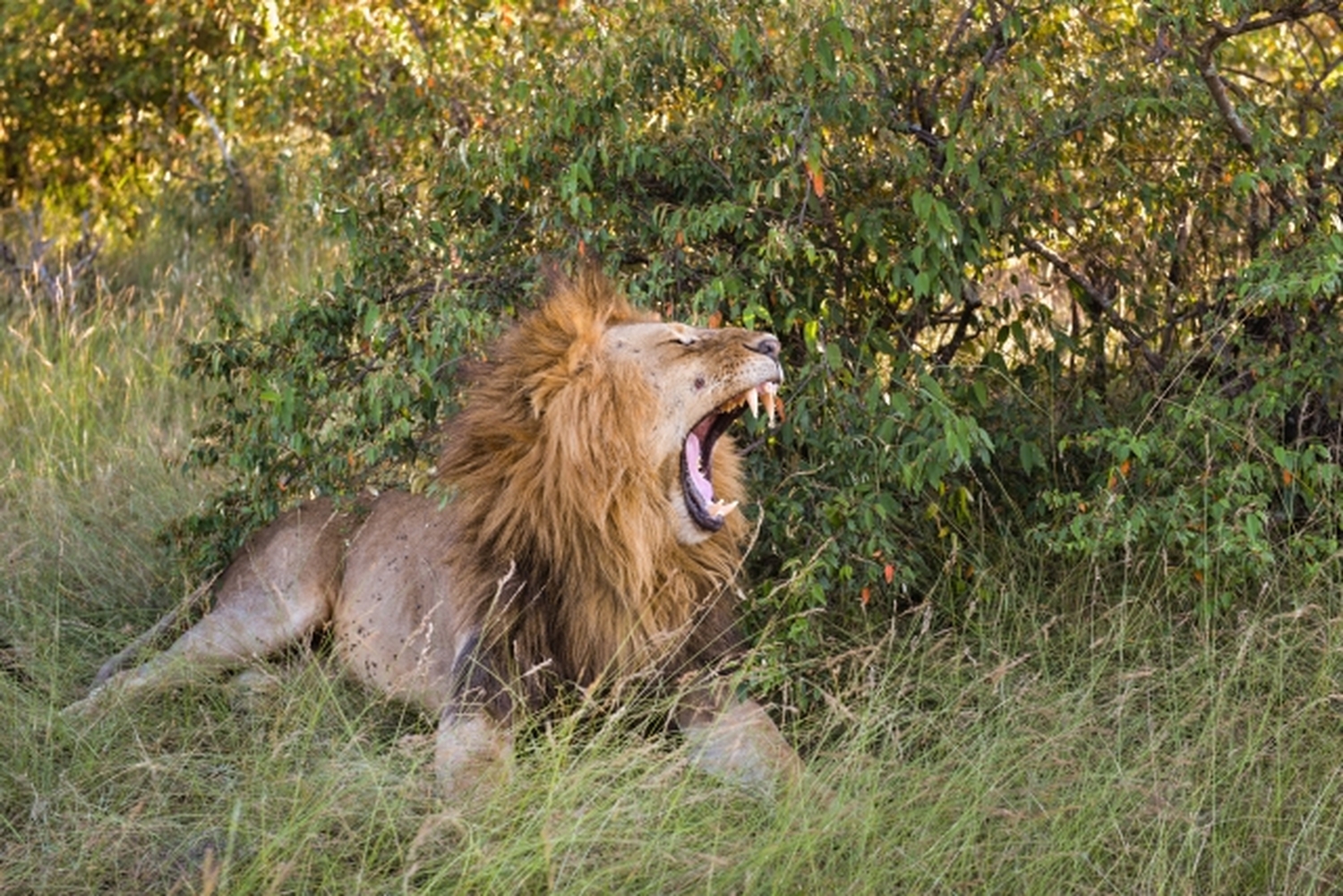 記念日に、一生に一度の価値を&mdash;&mdash;ふたりで叶えるタンザニア・アフリカサファリの旅