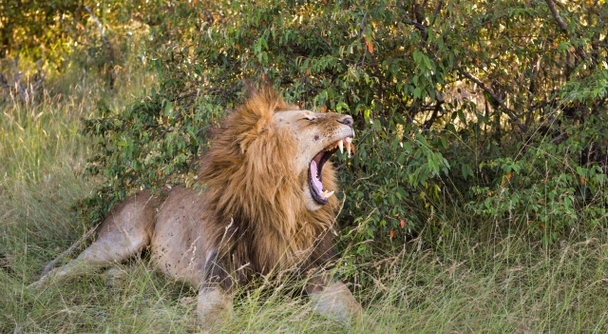 記念日に、一生に一度の価値を——ふたりで叶えるタンザニア・アフリカサファリの旅