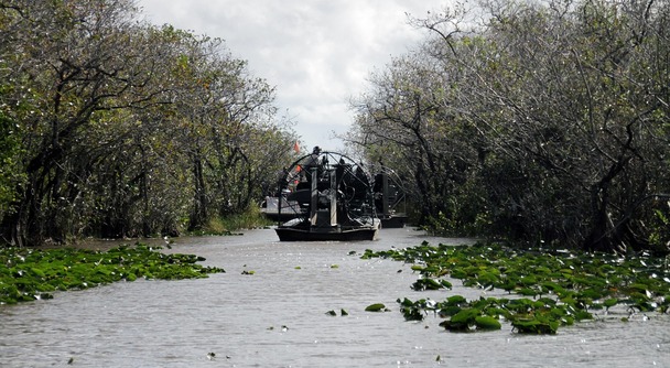 マイアミはWBC観戦だけで終わらせない。世界遺産エバーグレーズをエアボートで駆け抜けろ！