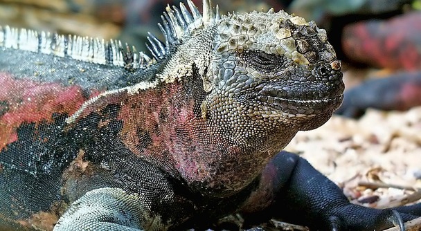 &ldquo;奇跡の島&rdquo;ガラパゴス諸島クルーズ5日間～唯一無二の自然と出会う旅へ