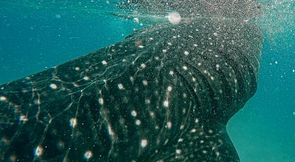 一生に一度は出会いたい、海の奇跡！ジンベイザメとイワシの大群を一日で巡る、感動のセブ体験。