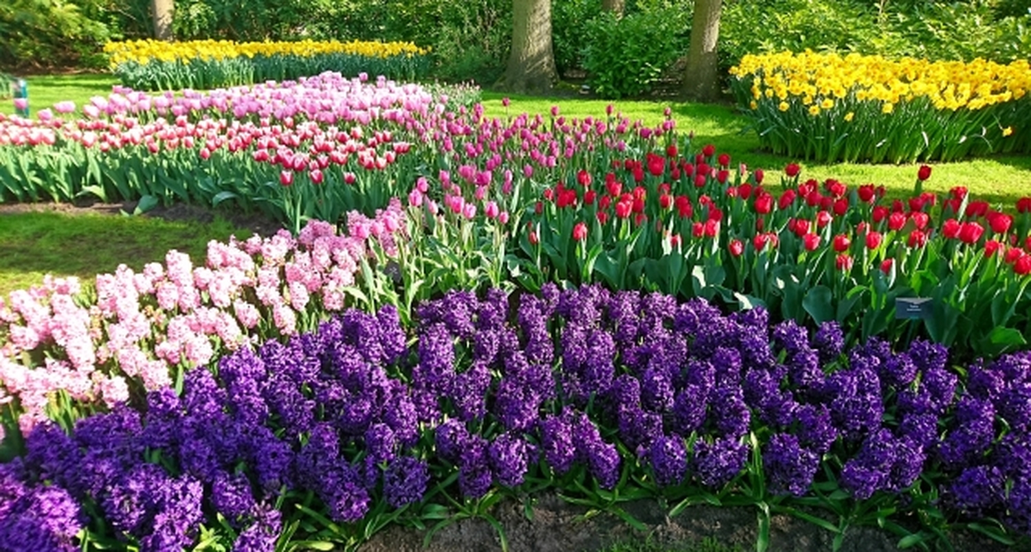 春色の飛行機に乗ってオランダへ～お花好きの方を魅了するチューリップの季節が、いよいよ始まります