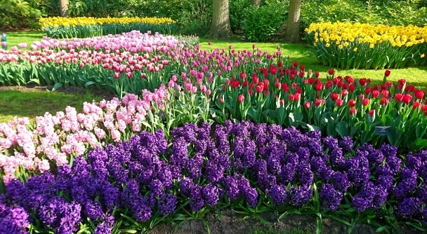 春色の飛行機に乗ってオランダへ～お花好きの方を魅了するチューリップの季節が、いよいよ始まります