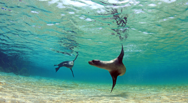 エクアドル、オーダーメイド旅行、見積り相談