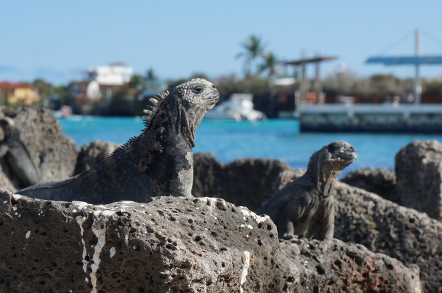 福山雅治も訪れた&ldquo;進化の実験場&rdquo;へ！一生に一度は訪れたいガラパゴス大冒険6日間
