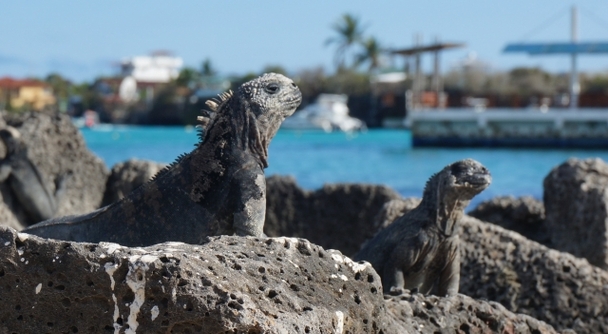 福山雅治も訪れた&ldquo;進化の実験場&rdquo;へ！一生に一度は訪れたいガラパゴス大冒険6日間