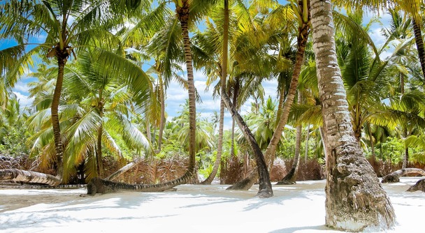 WBCで強烈な強さをみせた「銀河系軍団」ドミニカ代表の故郷！世界遺産サントドミンゴ市内観光