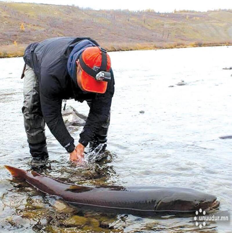 ウランバートル発　幻の魚イトウ釣りツアー8日間