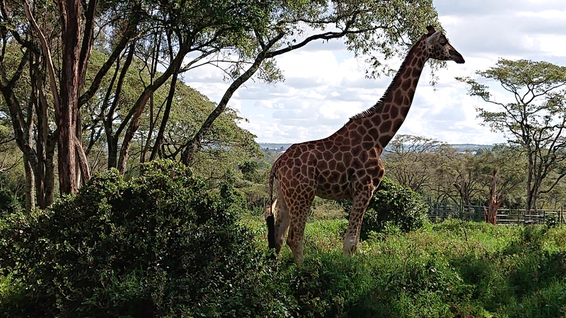 ナイロビ発　BIG5を探して、マサイマラ国立公園でのゲームドライブ4泊5日
