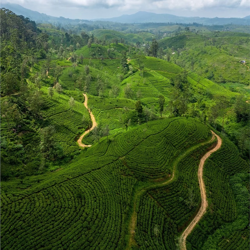 コロンボ発　 紅茶の名産地ヌワラエリヤと人気の観光地エッラを巡る旅　2日間