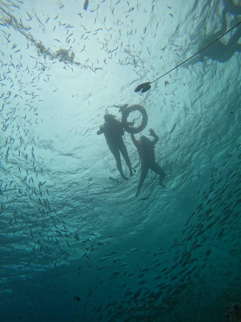 セブ発 迫力満点 ジンベエザメ＆イワシのトルネード シュノーケリング