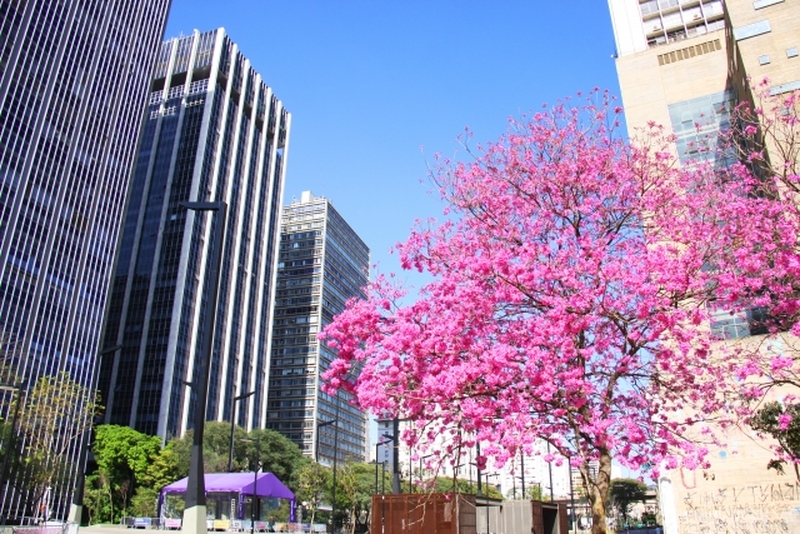 サンパウロ　サンパウロ市内プライベートツアー