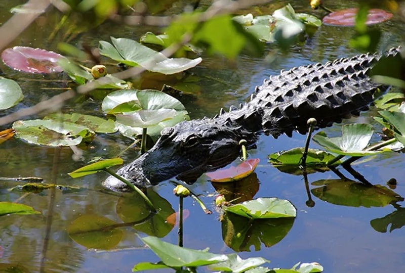 マイアミ発 世界遺産エバーグレーズ大湿原を快走！エアボート・ツアー