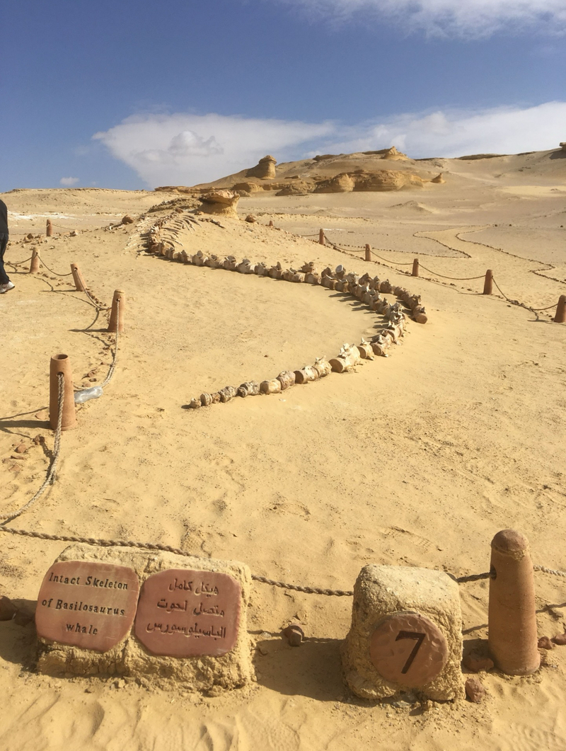 カイロ発　世界遺産「クジラの谷」と砂漠のオアシス「ファイユーム）サファリツアー