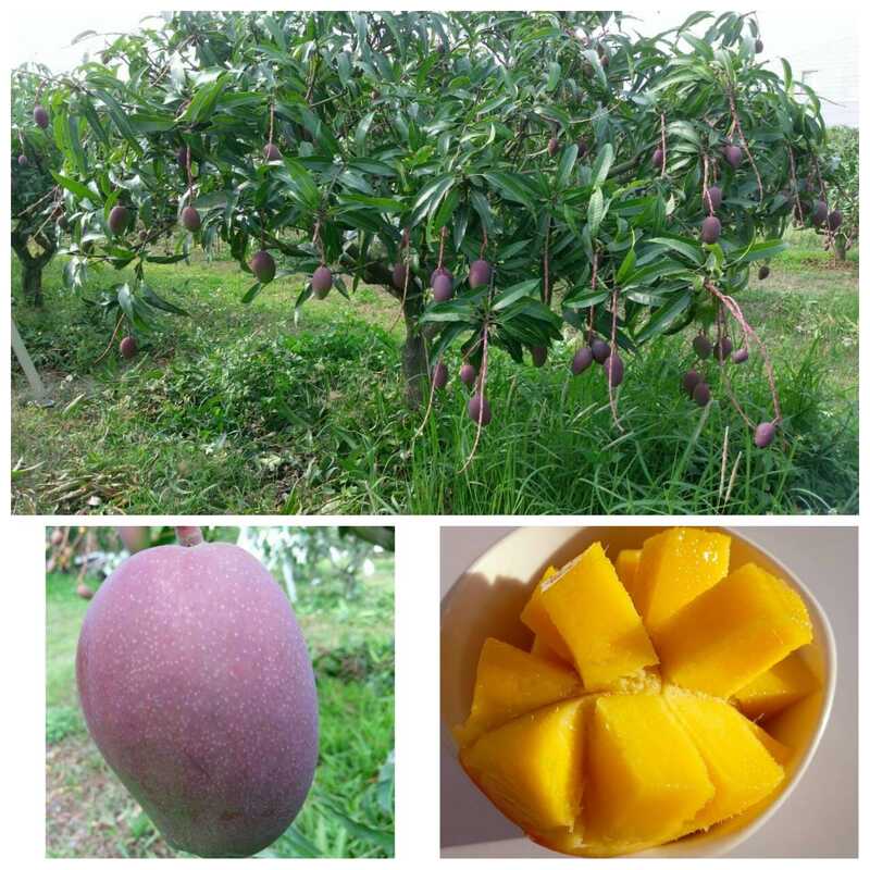 台北発　2026年7月 期間限定｜マンゴー狩り＆台南親子旅