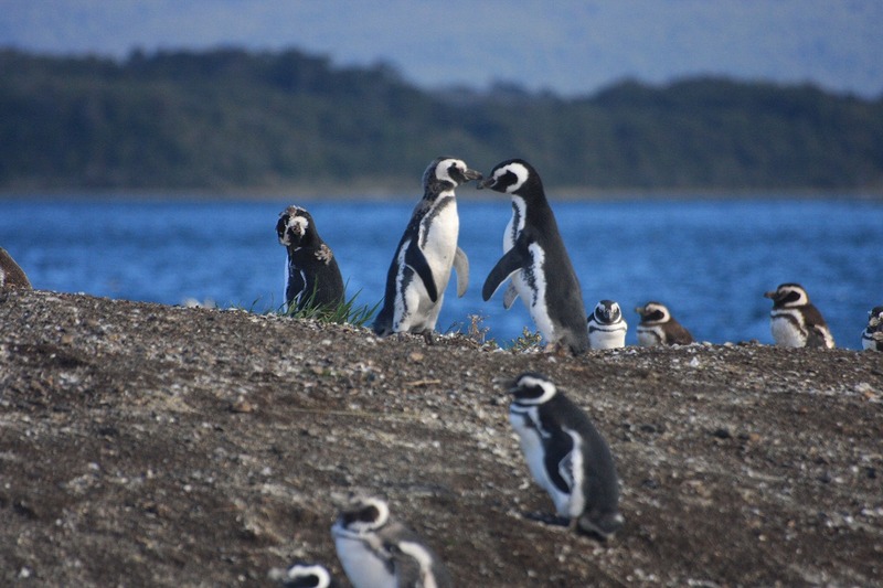 ブエノスアイレス発　パタゴニア おすすめプラン5泊6日