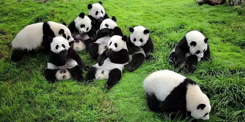 成都　成都パンダ基地と市内ハイライト１日観光ツアー　【ST0101】