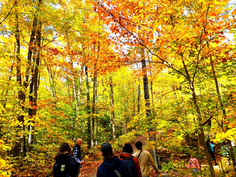 トロント発　紅葉の名所！アルゴンキン州立公園で楽しむ紅葉観光ツアー