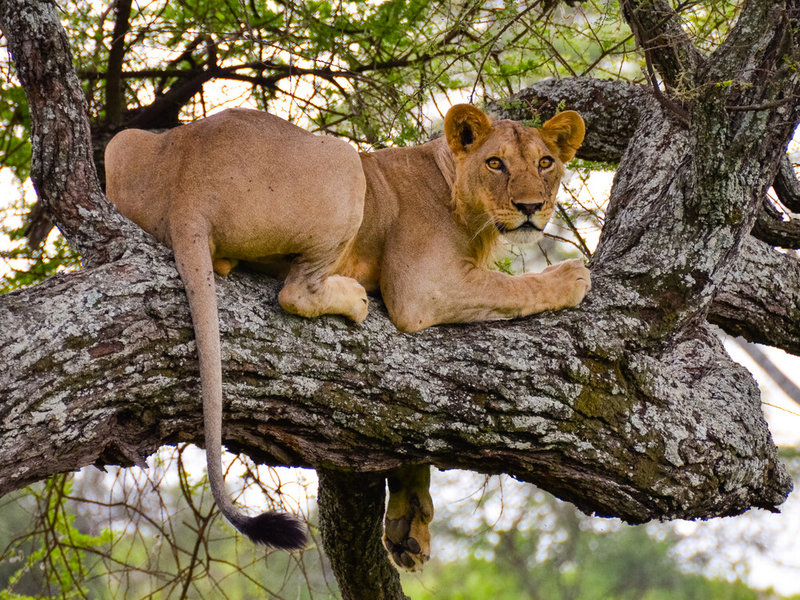 アルーシャ発　野生の王国へ！世界遺産セレンゲティ＆ンゴロンゴロ 6日間