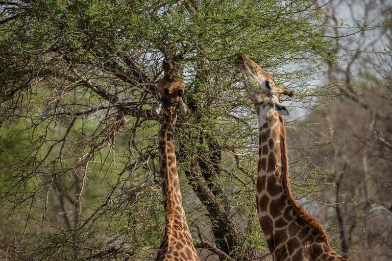 アルーシャ発　サファリとインド洋リゾートを巡る贅沢10日間