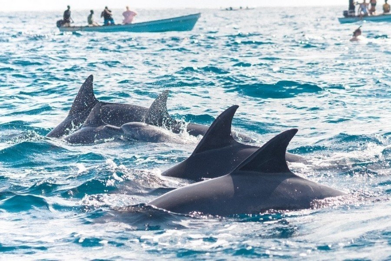 ザンジバル発　エメラルドの海と世界遺産の街へ ザンジバル4日間