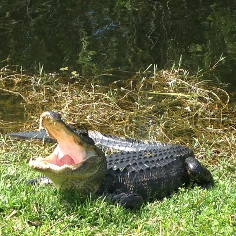 マイアミハイライト観光＆エバーグレーズ・エアボートツアー