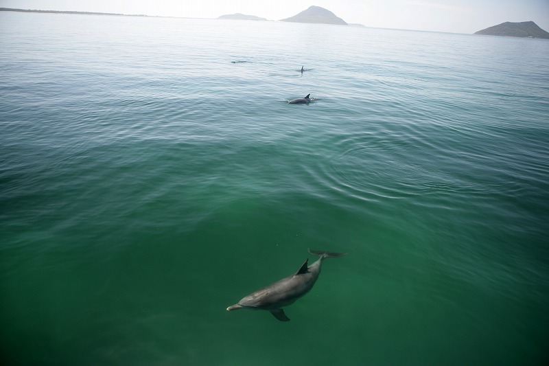 シドニー発　ポートスティーブンス・エコツアー