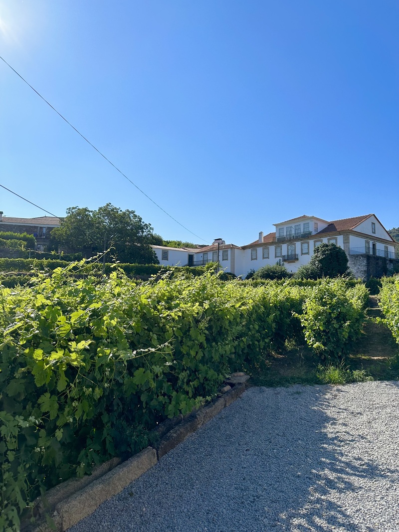 【ポルト近郊】メルセデスSUVで行く・ドウロワインを堪能するワイナリーツアーとドウロ川クルーズ観光