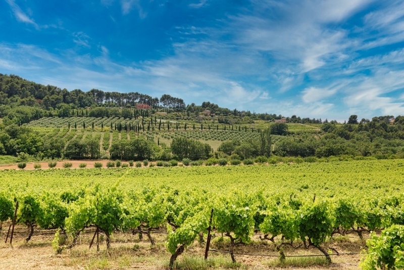 アヴィニョン発　ワインツアー